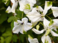 Clematis viticella Alba Luxurians IMG_4456 Powojnik